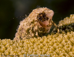 This was my second attempt at the little critter.  Did no... by Patricia Sinclair 